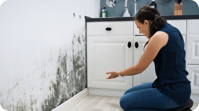 Mold-damage-remediation-services